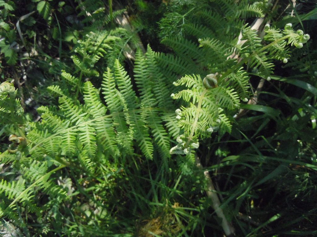 Che pianta ? Pteridium aquilinum